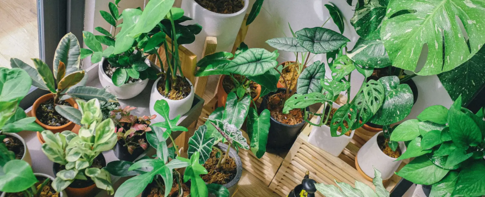Planning to have a balcony garden? Give it a green...