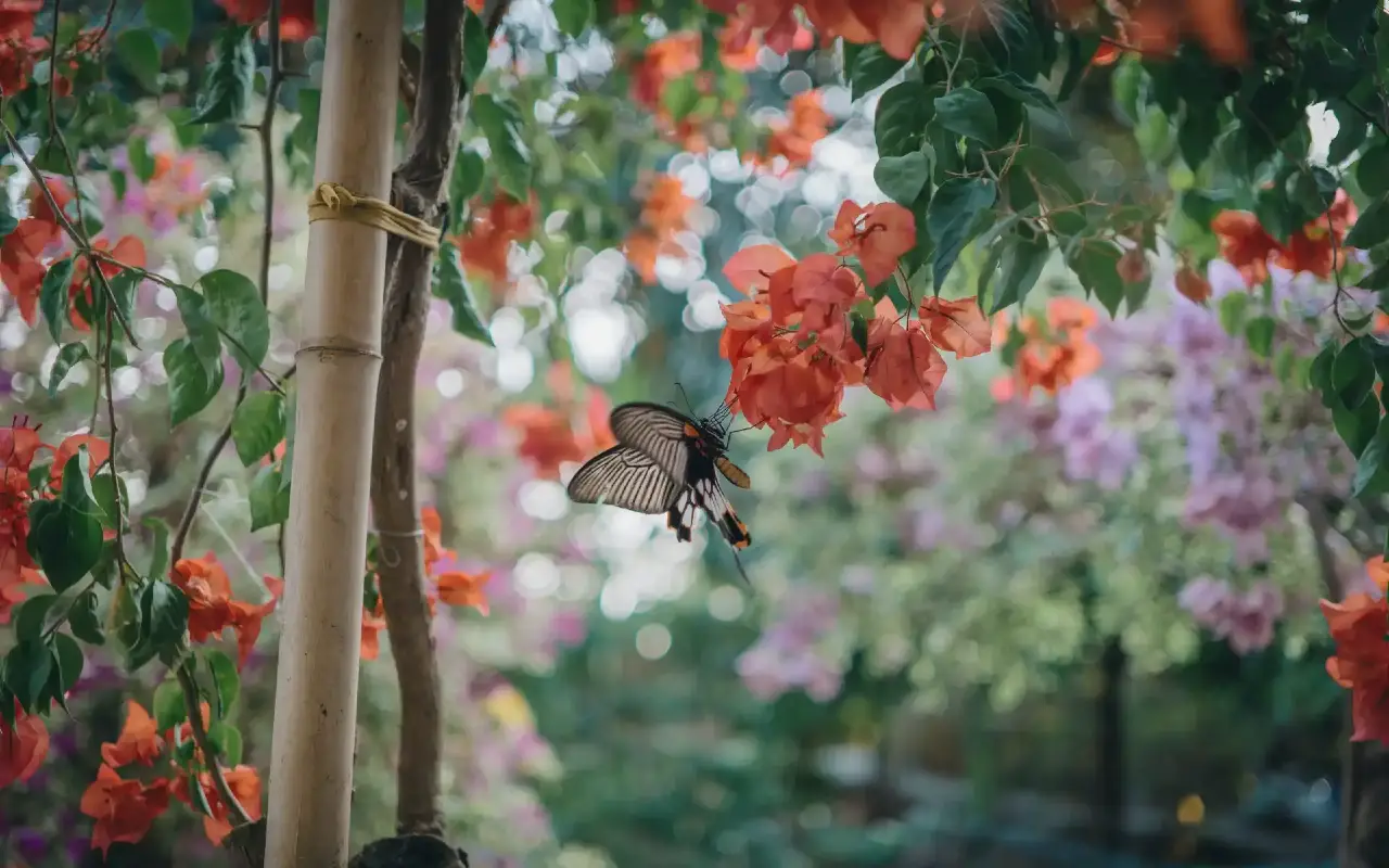 Why therapeutic gardens are important in modern li...